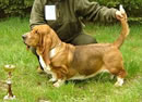 Basset Hound