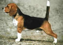 Beagle