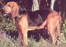 Bloodhound