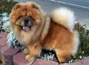 Chow-Chow