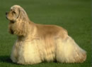 Cocker Spaniel American