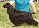 Cocker Spaniel Englezesc