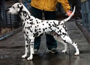 Dalmatian