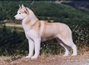 Husky Siberian