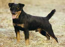 Jagd Terrier