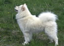 Samoyede