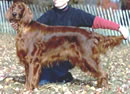 Setter Irlandez
